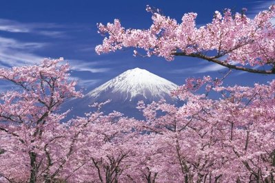 10-741 絕版1000片日本正版拼圖 風景 盛開的櫻花與富士山
