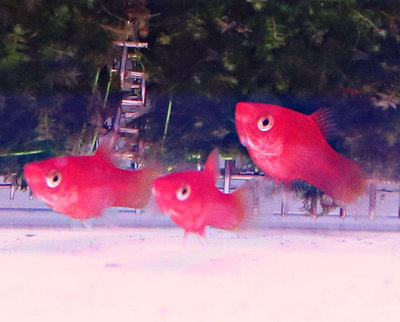 【成崧水族，10送1】小紅豆 迷你紅球 紅球魚 球魚 小型魚 觀掌魚