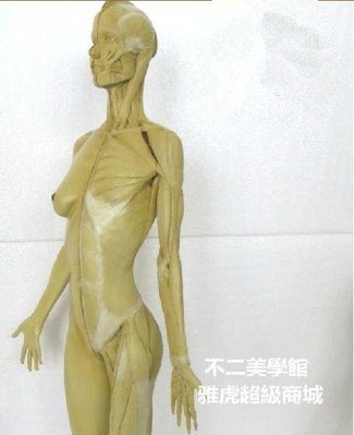 【格倫雅】^第二代62cm女藝用人體肌肉骨骼模型美術解剖結構CG仿真人物GK手辦106促銷 正品 現貨