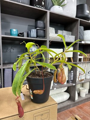 芯晨花園桃園三民店 食蟲植物/高品質豬籠草/外送限北部地區採專車配送/各式觀葉植物現貨數千盆歡迎參觀挑選