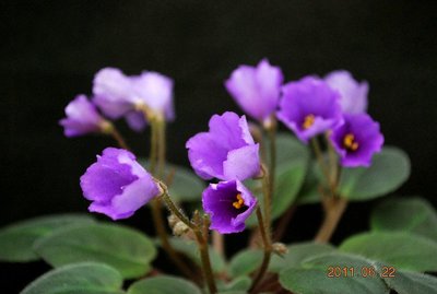 堤緣花語陶-淨化室內空氣植物-非洲紫羅蘭 'Tiyuan's Purple Wind Chame' 紫風鈴[台灣育種]