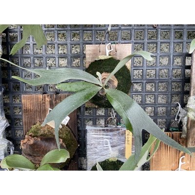 P.White hawk  白霍克/白鷹-鹿角蕨-上板-療癒植物-文青植物、蕨類植物、雨林植物-IG網紅-觀葉-室內