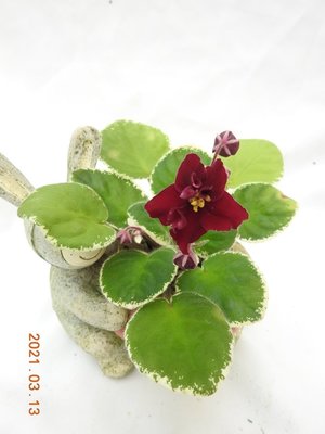 堤緣花語陶-淨化室內空氣植物-非洲紫羅蘭 Powwow-巫師