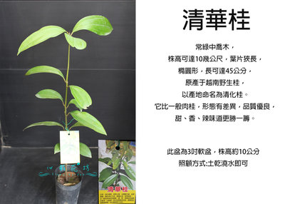 心栽花坊-清華桂/肉桂品種/香料香草植物/3吋/售價150特價120