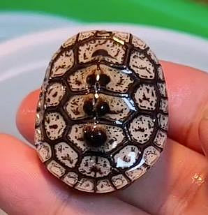 華麗鑽紋龜 鑽紋龜 華麗鑽紋澤龜 水龜