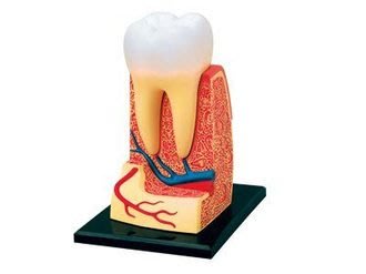 4D MASTER 立體拼組模型人體解剖教學系列-牙齒 26061 【小瓶子的雜貨小舖】