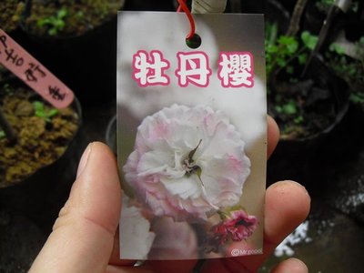 ╭☆東霖園藝☆╮日本櫻花(牡丹櫻)..另有多種品種