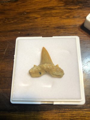 『華山堂』早期收藏 澳洲 大堡礁 鯊魚牙齒 非保育類 鯊魚化石 收藏標本 齒化石 大白鯊牙齒 避邪 化煞 保真