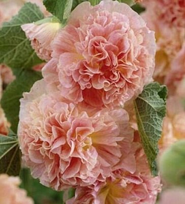 英國花園Alcea rosea Maid of Honour 重瓣蜀葵種子盆栽陽臺花壇易播好養:5入