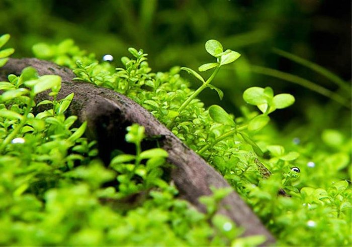 蝦兵蟹將 水草造景 新大珍珠草 鐵片 單片 前景草陽性水草趴地珍珠 Yahoo奇摩拍賣