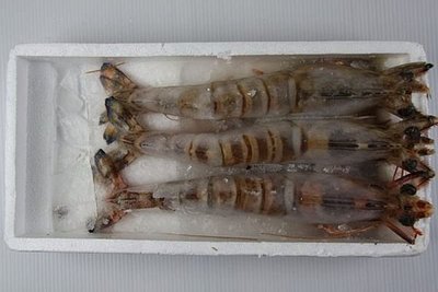 【冷凍蝦蟹類】斑節蝦(明蝦) 3尾/約450g~頂級海鮮食材~絕對挑動您的味蕾~