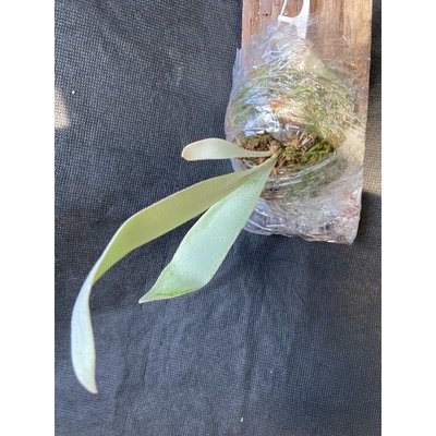 鹿角蕨-白宮2號側芽己上板療癒植物-天南星-觀葉-室內-文青風-IG網紅-植物-療癒植物-蕨類植物