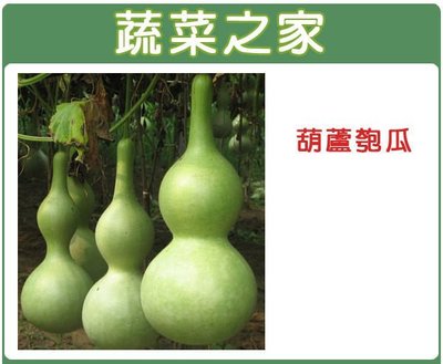 【蔬菜之家滿額免運】G32.葫蘆匏瓜種子5顆(觀賞用，煮食亦可.蔬菜種子)