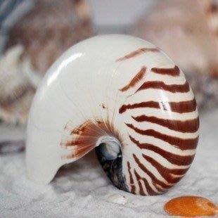 正品 天然鸚鵡螺地中海裝飾鸚鵡海螺擺件海洋海螺貝殼裝飾品水族箱櫥窗擺件四大名螺送禮禮物
