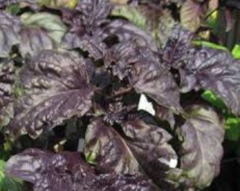 苣葉紫羅勒(大葉種)種子10顆_非常罕見的品種
