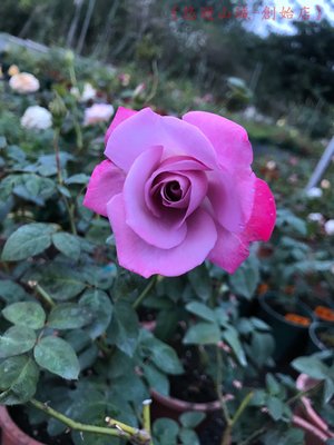 天堂-紫玫瑰，悠遊山城(創始店)六吋盆玫瑰~特價180
