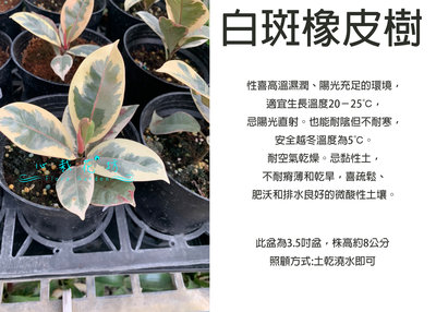 心栽花坊-白斑橡皮樹/白斑橡膠樹/斑葉橡膠樹/3.5吋盆/綠化植物/室內植物/觀葉植物/售價300特價250