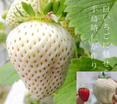 日本貴族晶鑽白草莓2.5吋杯苗50顆