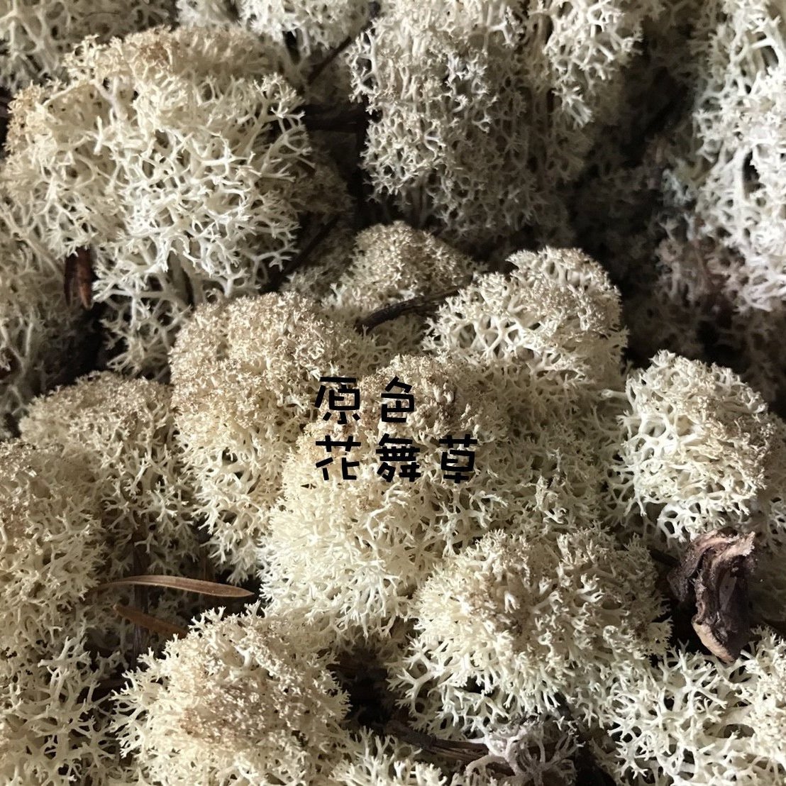 北歐挪威馴鹿苔草 水草 Moss 水苔苔蘚花藝用品園藝造景建築模型不凋花多肉乾燥花 原裝大盒 Yahoo奇摩拍賣