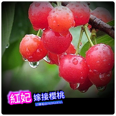 紅櫻桃《嫁接苗》中國南方紅妃櫻桃 熱帶品種Cerasus pseudocerasus、買3棵免運費、買5棵送1棵