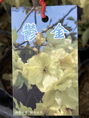 ^花草巷弄^ 4.5吋黑軟盆 // 鬰金櫻 // 櫻花苗 // 可挑品種 // 觀花植物