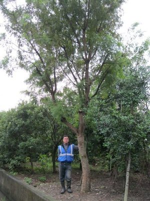 (青山園藝)黃連木.米俓20~25cm.高度6~8米.自然原樹型. 肖楠櫸木樟樹茄苳九芎羅漢松竹柏