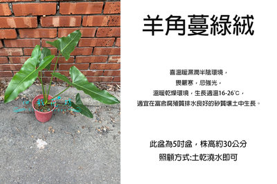 心栽花坊-羊角蔓綠絨/5吋盆/室內植物/綠化植物/觀葉植物/售價350特價300