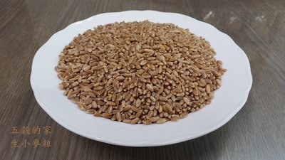 小麥粒 生未熟化