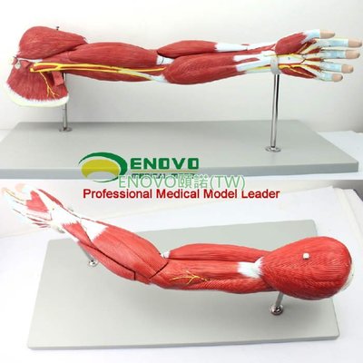 (ENOVO-331) 醫學上肢肌肉解剖模型手臂肌肉人體運動系統肌肉結構模型
