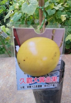 花花世界_水果苗--久霸大黃金果--最新品種/4吋盆/高30-40公分/Ts