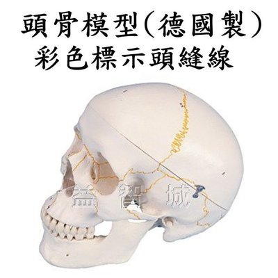 益智城新館《頭部模型/教學人體模型/頭顱骨模型/頭顱模型/頭模型/骨頭》人頭骨模型~彩色標示頭縫線的頭骨模型 (德國製)