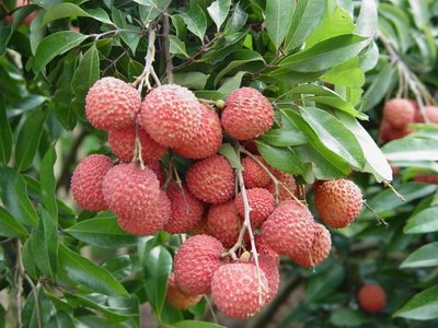 ╭＊田尾玫瑰園＊╯ 水果苗--(桂味荔枝)-桂花的香水味道,又稱香水荔枝