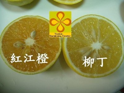 ╭☆東霖園藝☆╮水果苗---廣東(紅江橙)紅香橙 柳丁---贏得中國