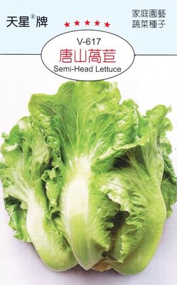唐山萵苣【滿７９０免運費】 天星牌蔬果種子 保證新鮮種子