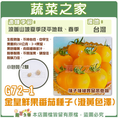 【蔬菜之家滿額免運】G72-1.金皇鮮果番茄種子(澄黃色澤)2顆 // 黃番茄，果色橙黃，肉質細綿多汁。 耐寒耐雨