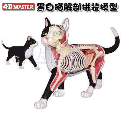 現貨 4DMASTER動物黑白貓器官解剖拼裝玩具模型擺件醫學教具DIY特價可開發票