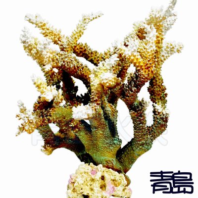 QS。。。青島水族。。。H-7921造景裝飾---仿真珊瑚 珊瑚礁 人工活石 假活石 DIY 擺件==硬骨珊瑚