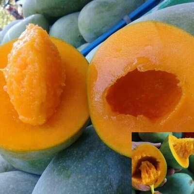 印尼湯匙芒果苗稀有品種當年結果苗1入/F104