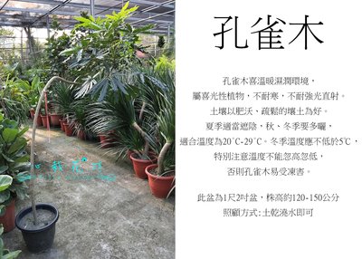 心栽花坊-孔雀木/1尺2吋盆/綠化植物/室內植物/觀葉植物/售價1800特價1500