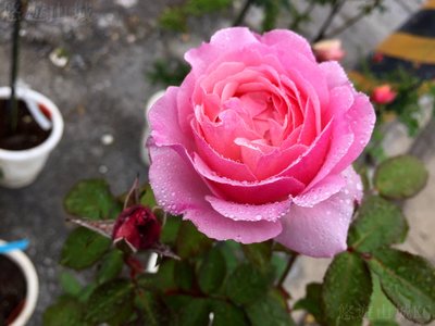 漂亮的妮娜。悠遊山城(創始店)5-6吋盆玫瑰~特價250