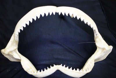[公牛鯊嘴牙]51公分公牛鯊魚嘴..專家製作雪白無魚腥味!..是標本也是掛飾.!.#1.5128