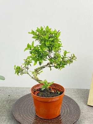 英宏植選 小品盆栽 造型李氏櫻桃3.5寸 室外植物 開花結果