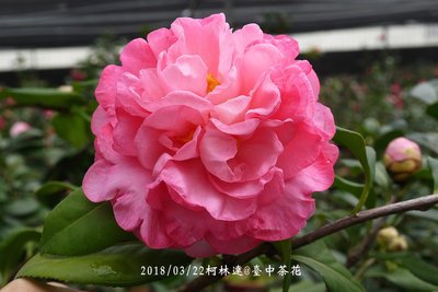 台中茶花- 柯林達-(嫁接茶花)- B21