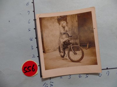 猴子騎,腳踏車,古董黑白,照片,相片1