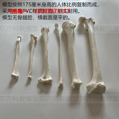 人體骨骼模型人體骨骼模型仿真PVC骨頭四肢長骨學教具肱骨尺骨橈骨上肢散骨