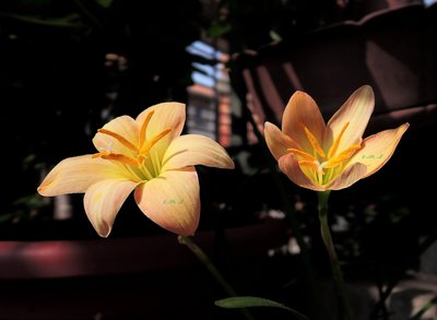 新鮮 風雨蘭種子～ 蠟染 Z.Batik 種子