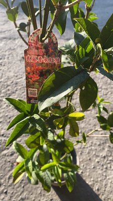 花花世界_綠籬植物--武藤香水紅桂花--四季紅桂--花色橙紅色/8吋盆/高約30~50cm/TA