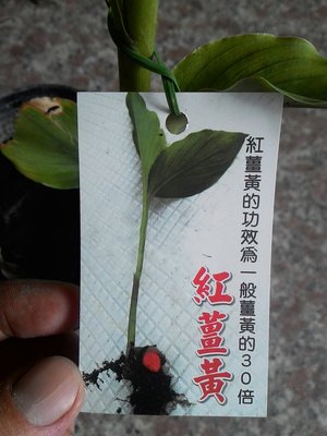 ╭☆東霖園藝☆╮食用植物(紅薑黃)薑黃--4吋盆  ---落葉中