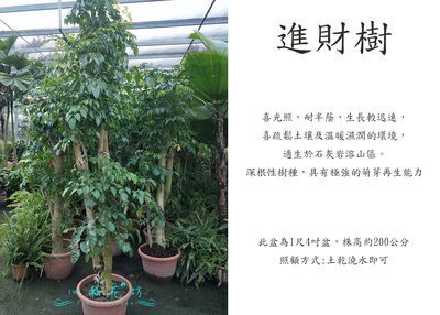 心栽花坊-進財樹/海南菜豆樹1尺4吋盆/觀葉植物/室內植物/綠化環境/售價3500特價3000
