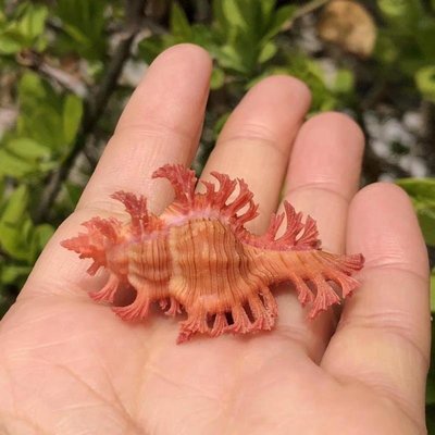 【熱賣精選】高貴千手天然貝殼海螺粉色標本螺魚缸水族造景擺件寄居蟹替換殼特價
